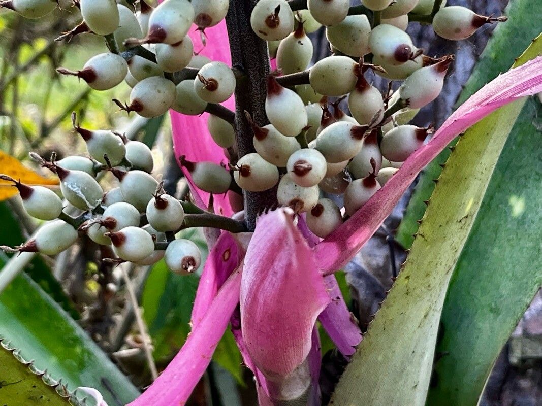 Aechmea castelnavii flower