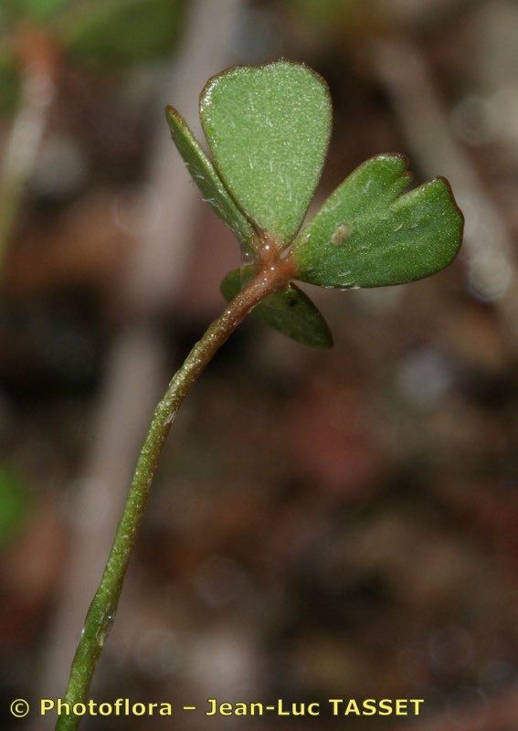 Marsilea batardae leaf