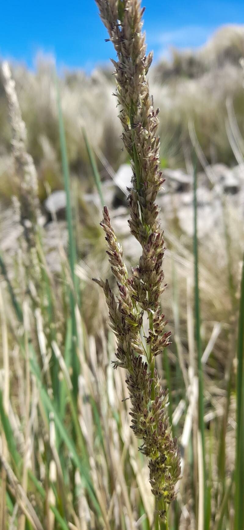 Poa stuckertii fruit