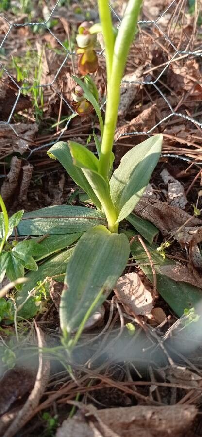 Ophrys speculum leaf