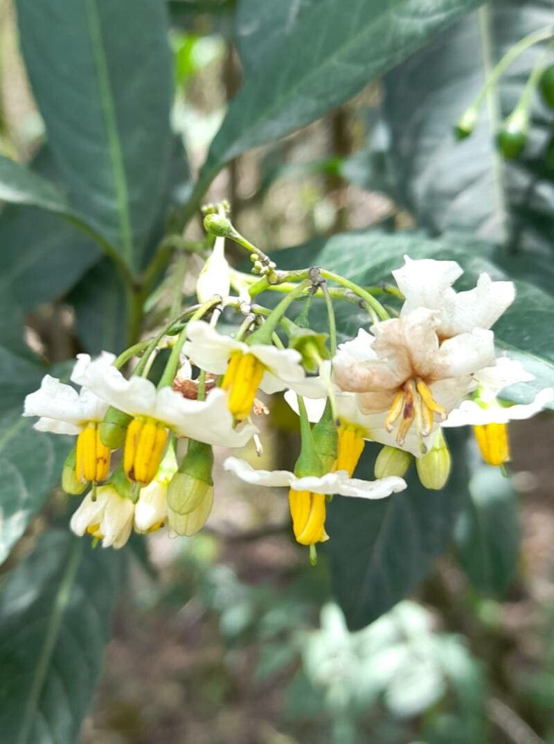 Solanum aligerum flower