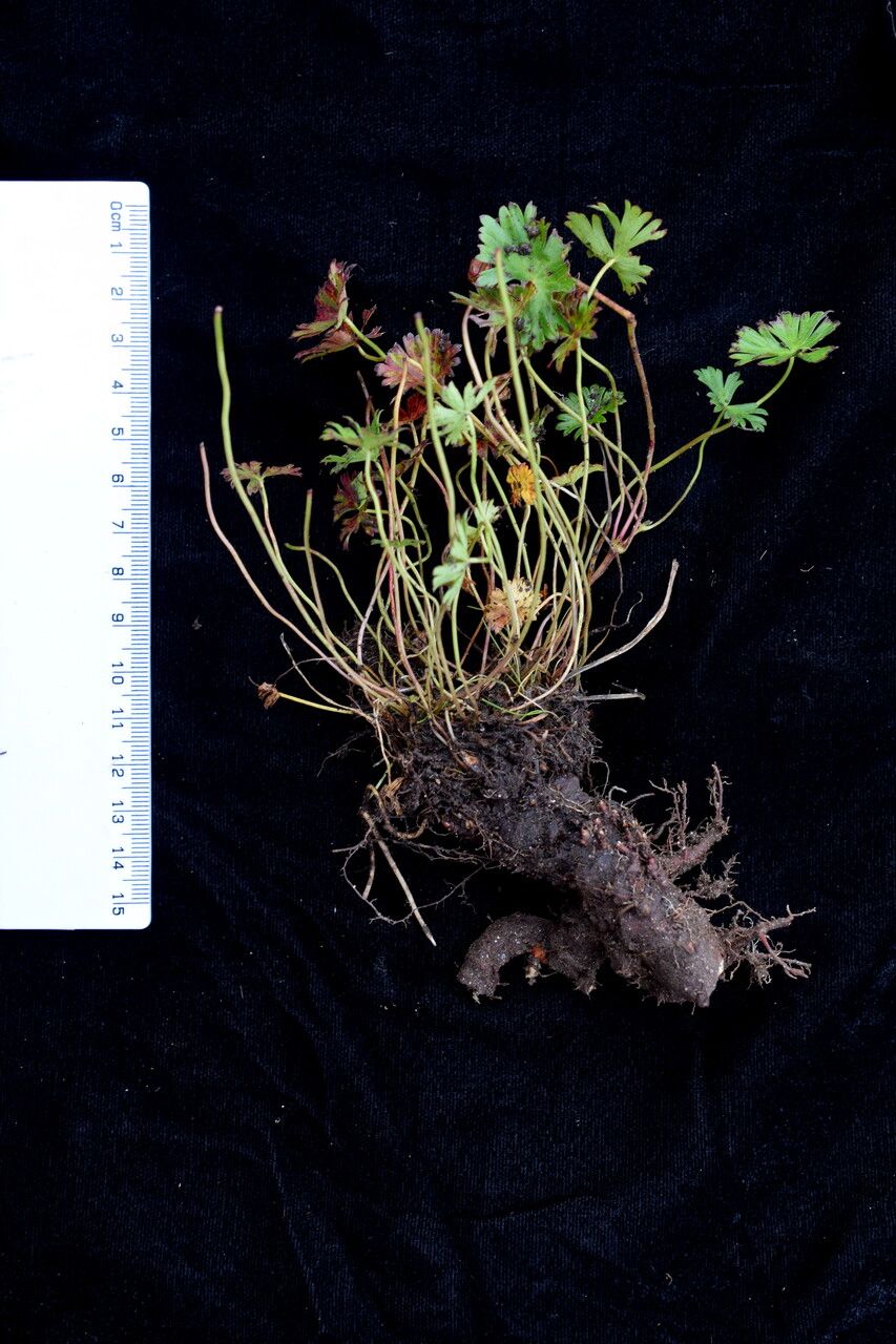 Geranium nakaoanum other