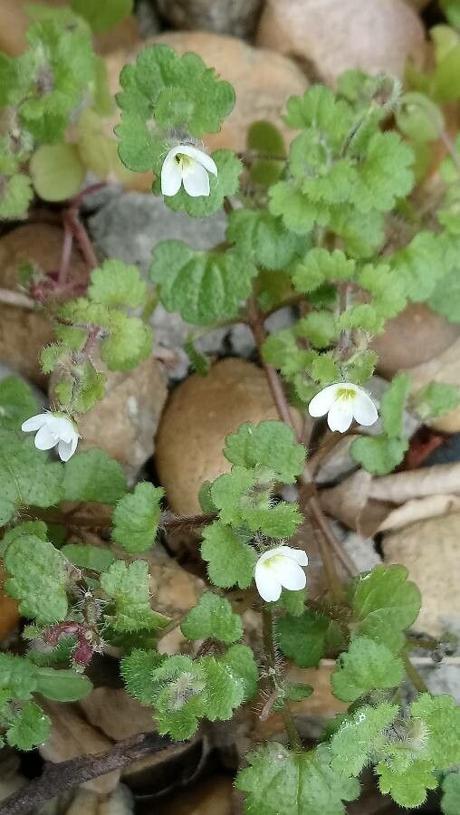 Veronica cymbalaria flower