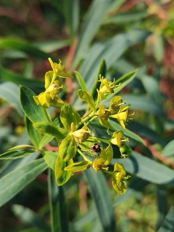 Euphorbia sarawschanica flower
