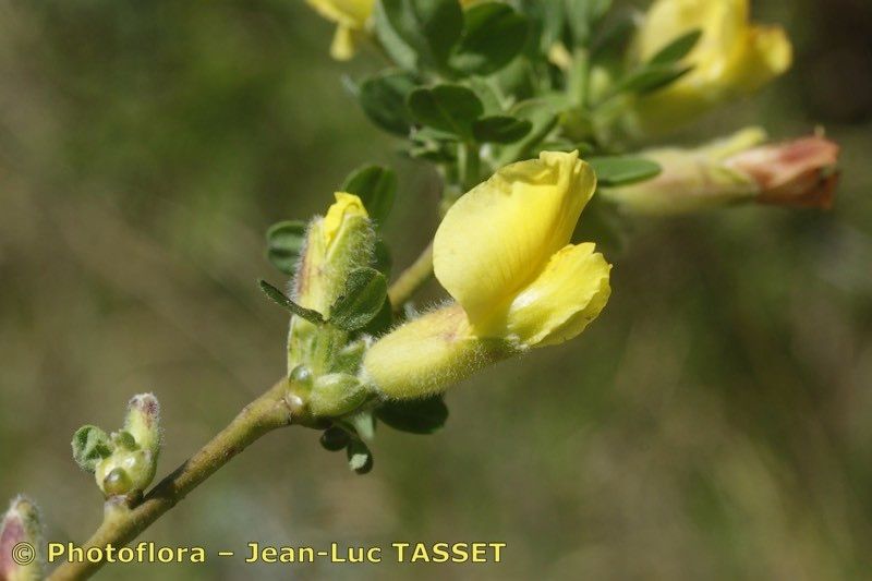 Cytisus triflorus flower