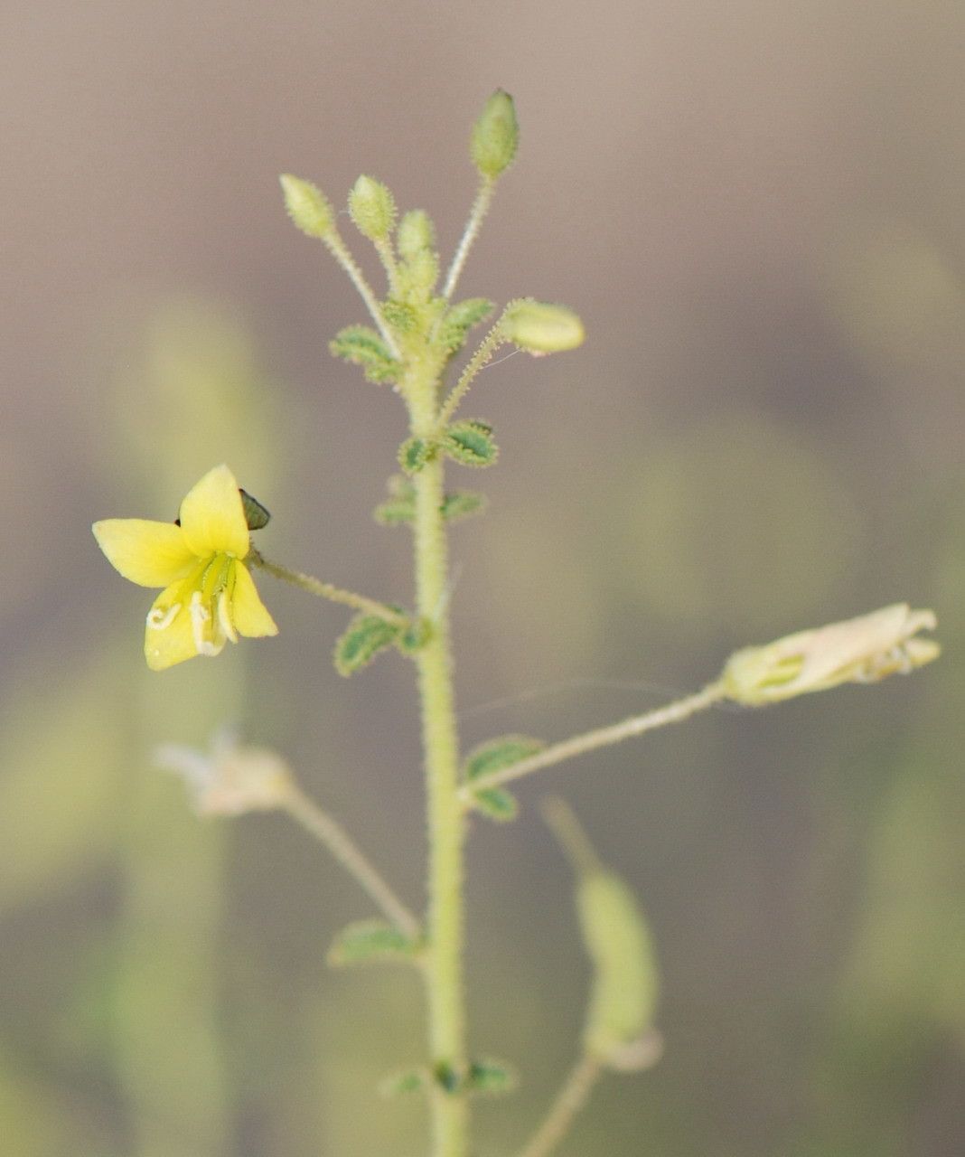 Cleome brachycarpa flower