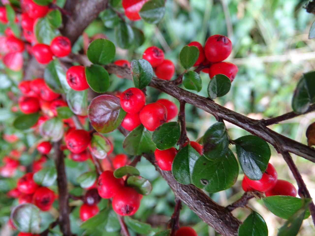 Cotoneaster hjelmqvistii fruit