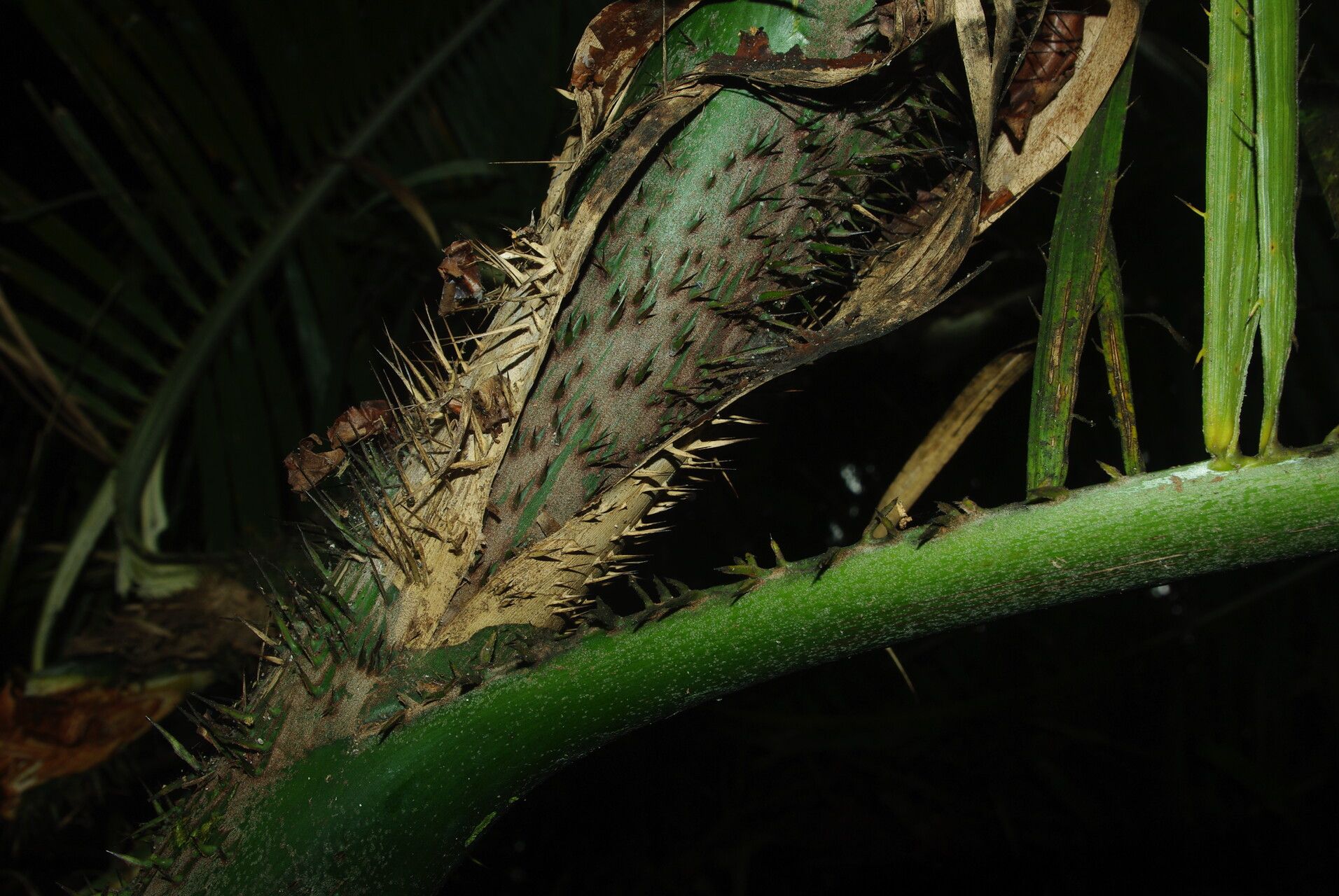 Laccosperma robustum bark
