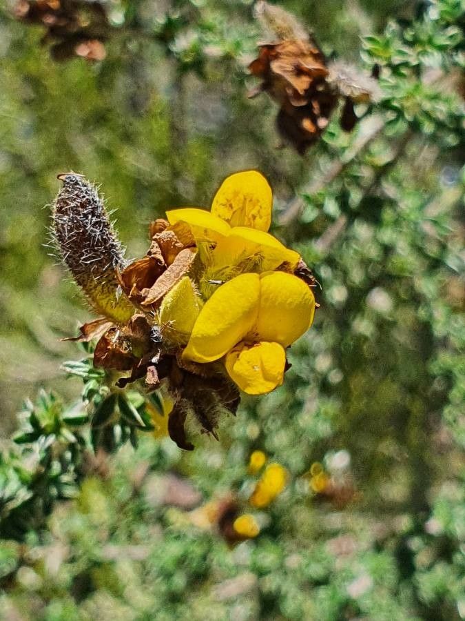 Argyrolobium fischeri flower