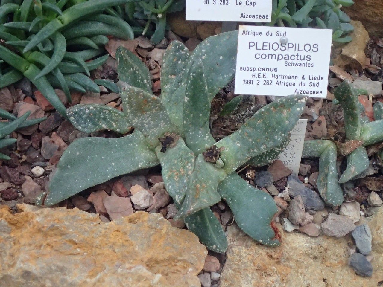 Pleiospilos compactus habit
