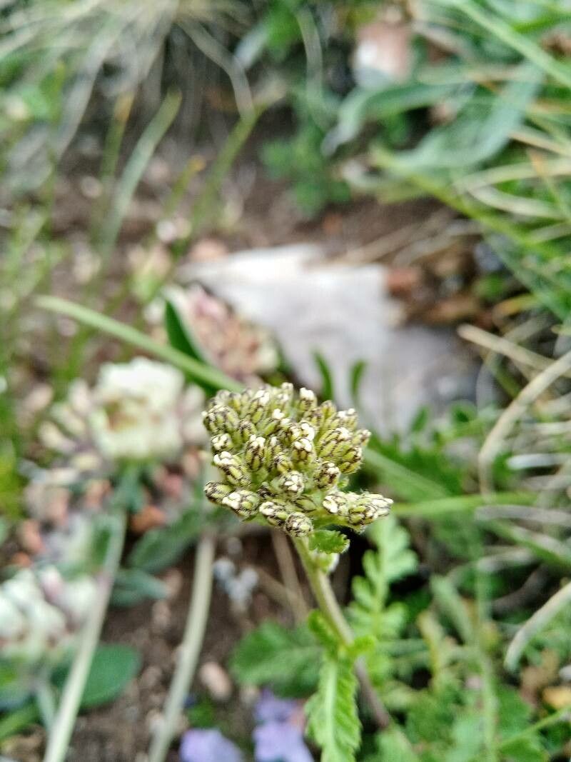 Achillea virescens flower