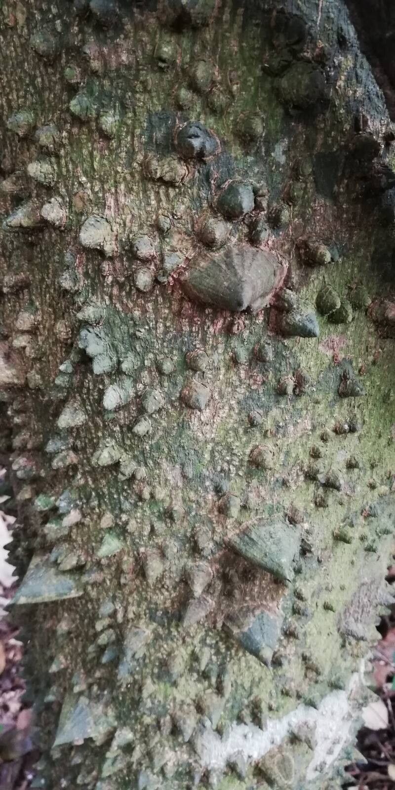 Zanthoxylum heitzii — search result for 'Zanthoxylum'