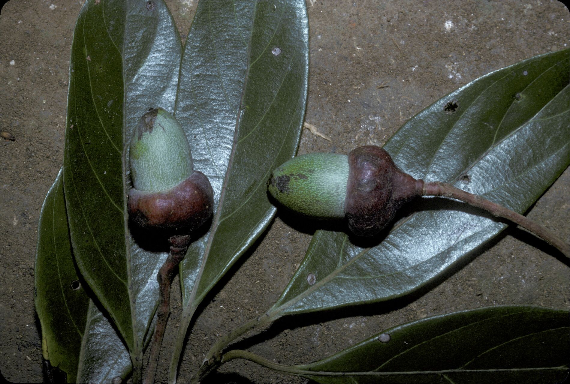 Rhodostemonodaphne saulensis fruit