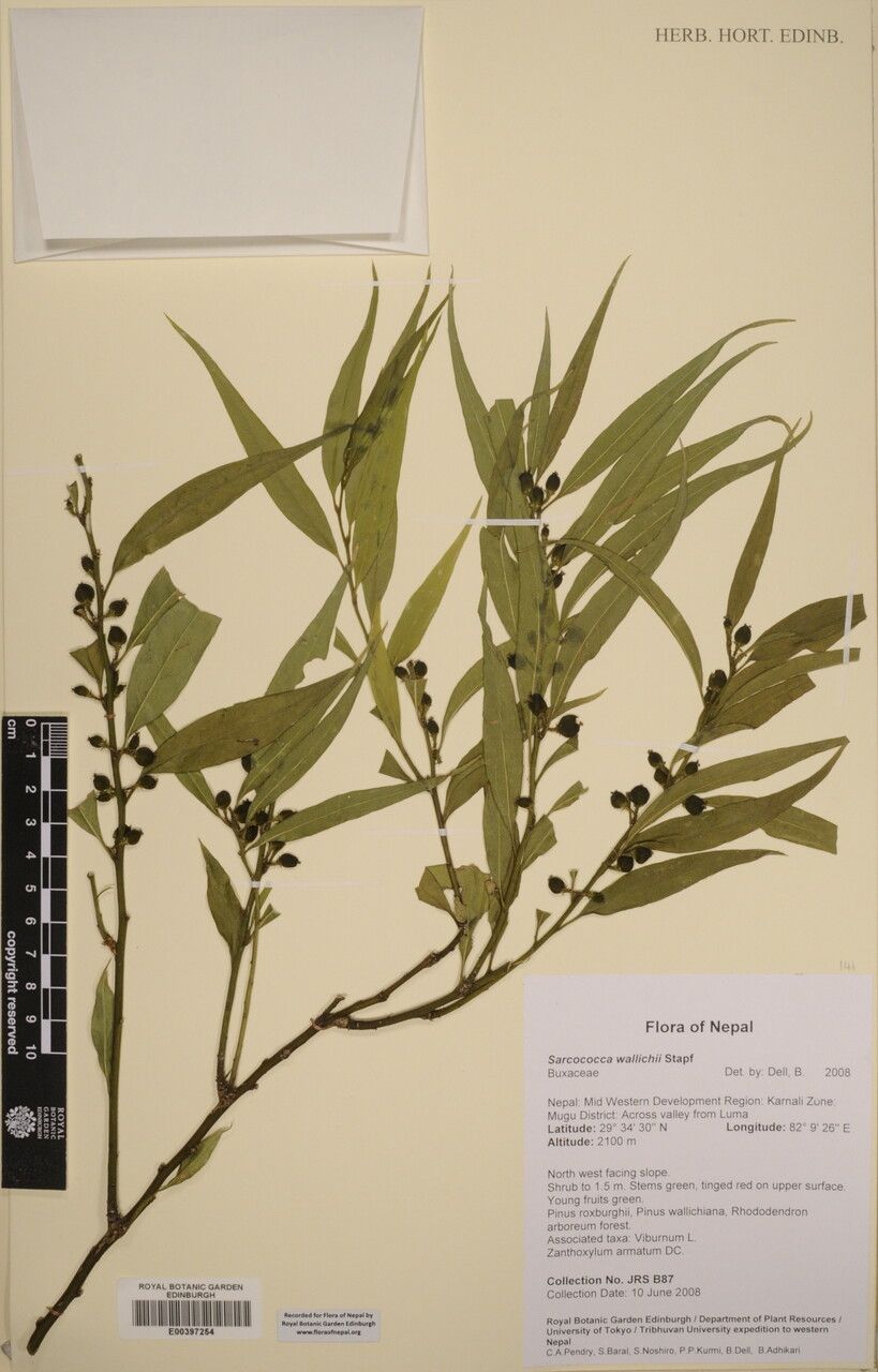 Sarcococca wallichii other