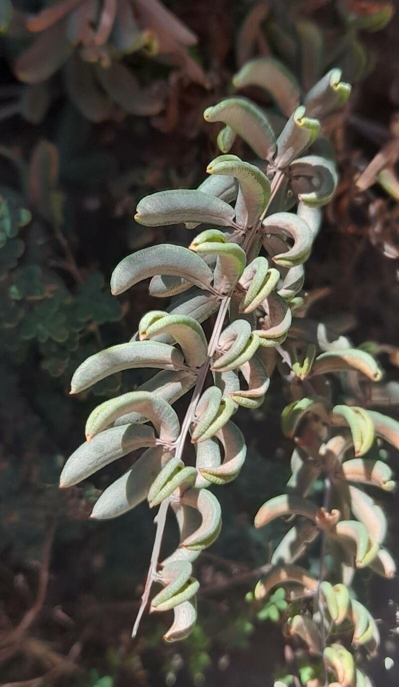 Hemionitis ternifolia — search result for 'Hemionitis'