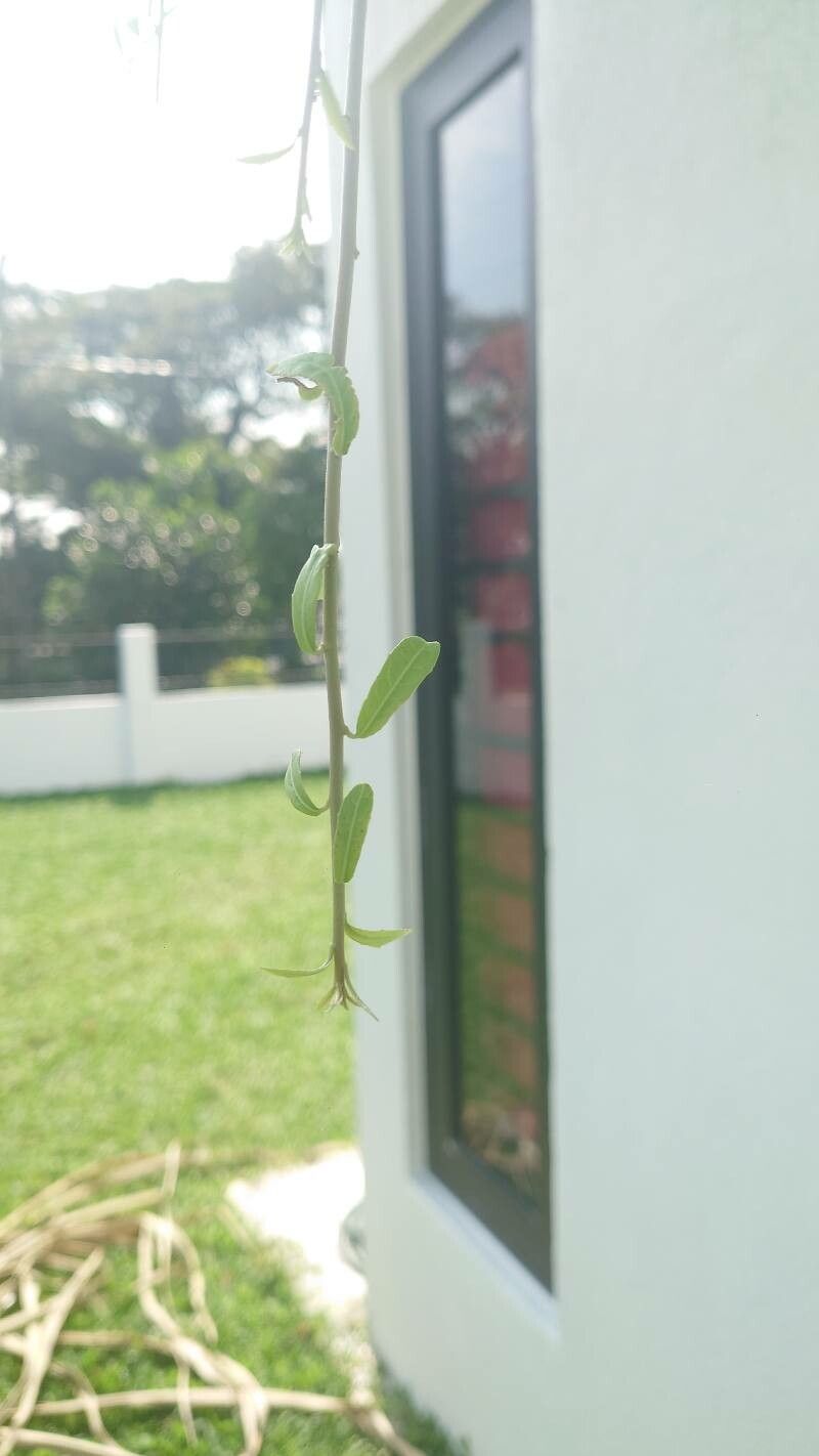 Tarlmounia elliptica leaf