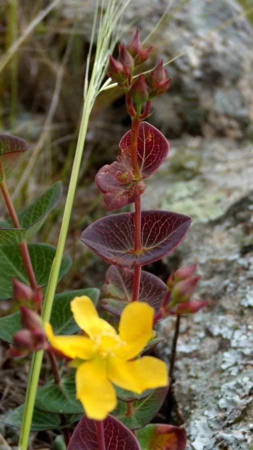Hypericum connatum — houseplant care guide