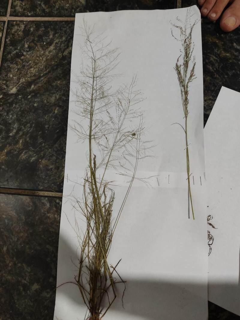 Eragrostis mexicana — search result for 'Eragrostis'