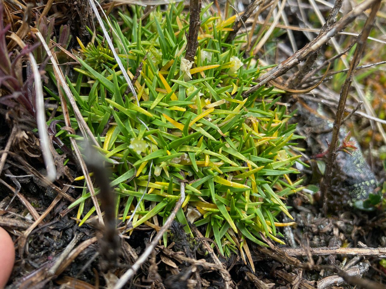 Colobanthus quitensis habit