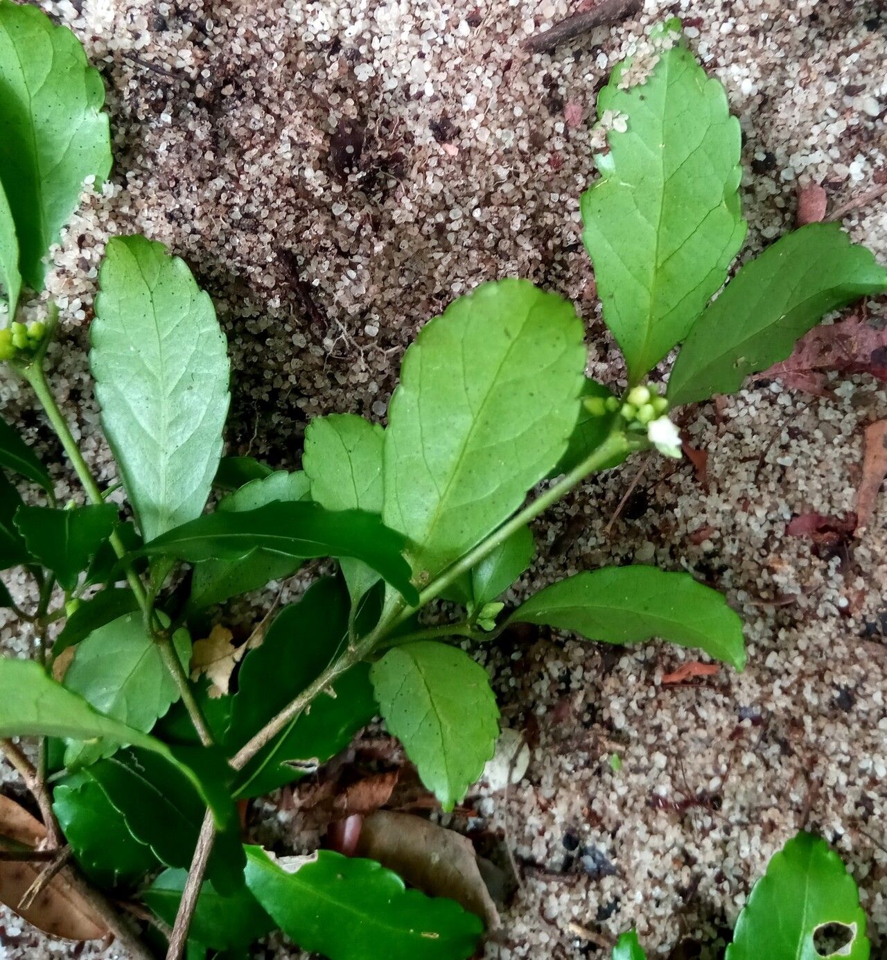 Rinorea pauciflora — houseplant care guide