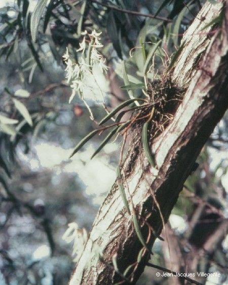 Dendrobium casuarinae habit