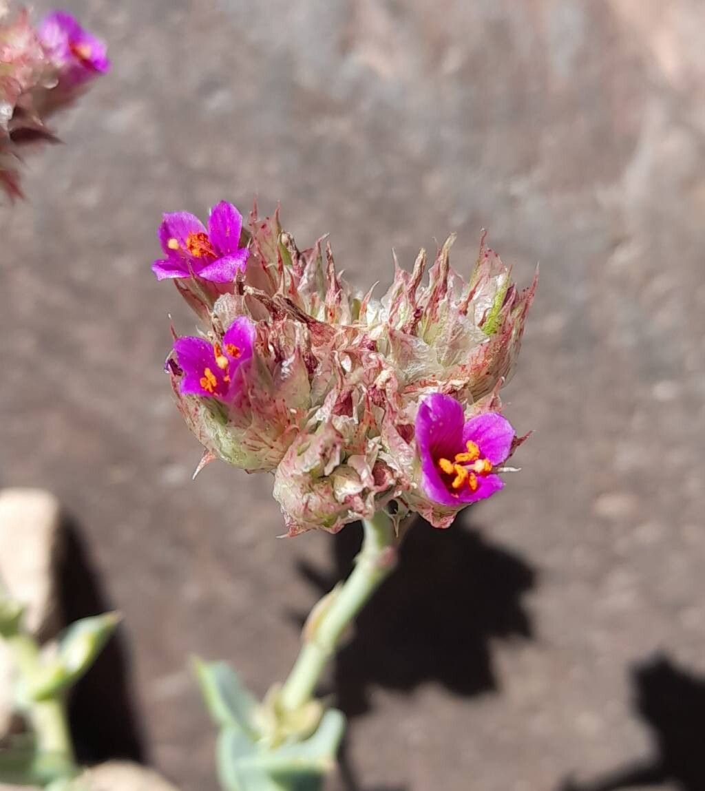 Cistanthe salsoloides flower