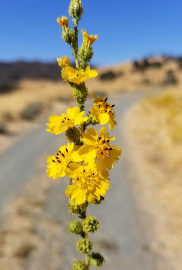 Holocarpha virgata — related species from the same genus