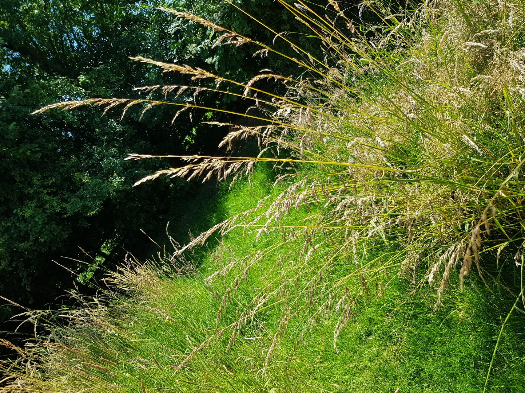 Calamagrostis canescens fruit