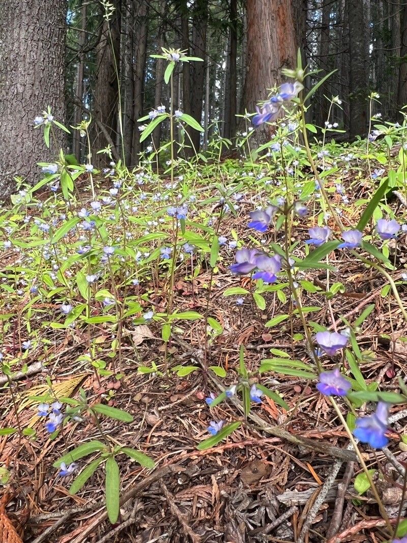 Collinsia grandiflora — related species from the same genus