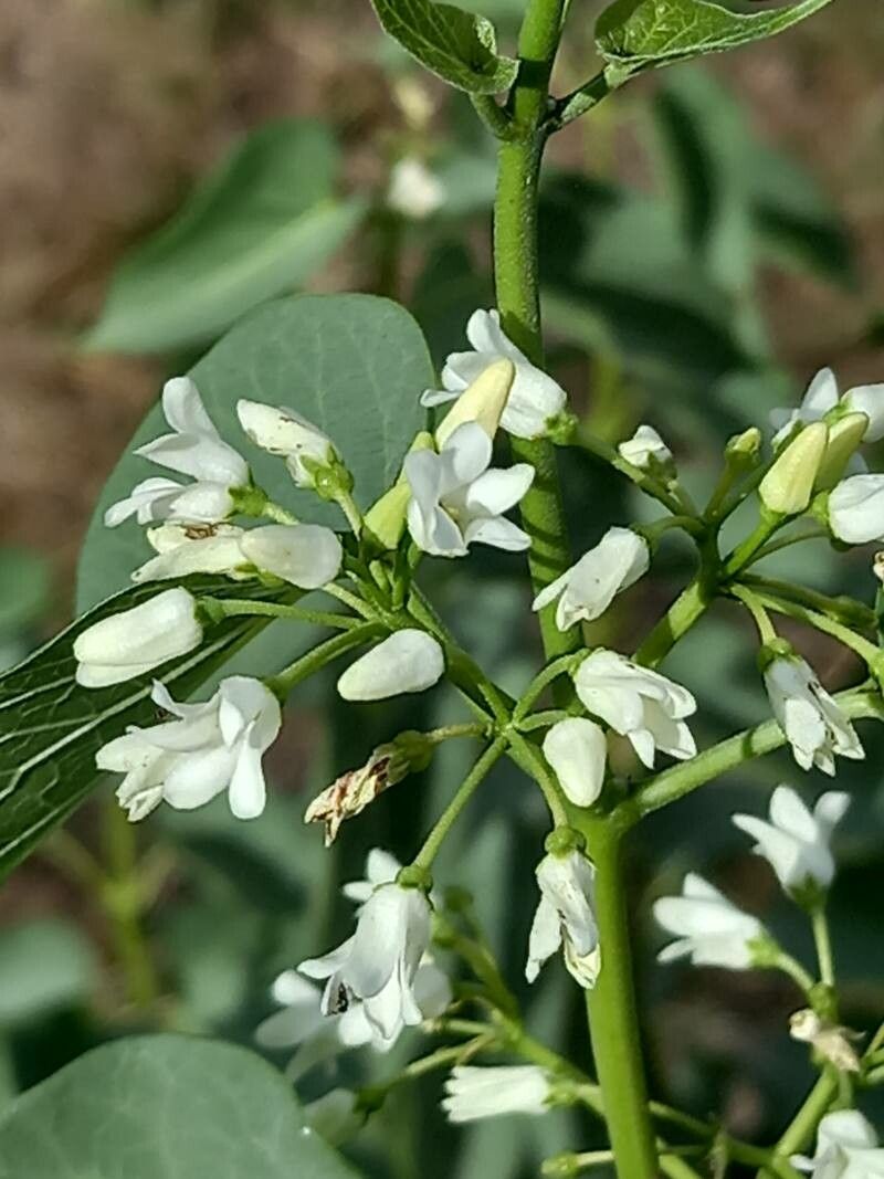 Cionura erecta flower