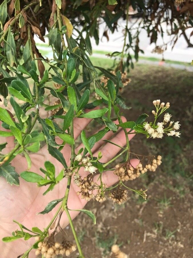 Baccharis douglasii — search result for 'Baccharis'