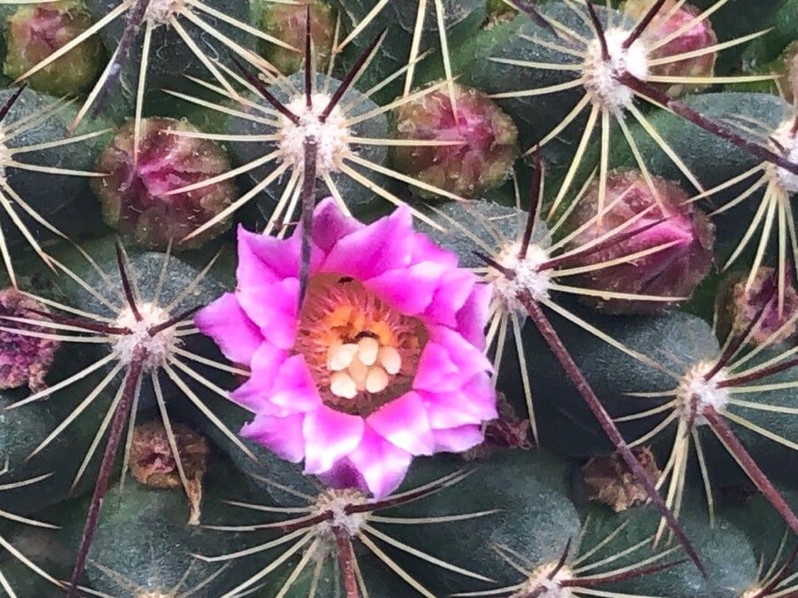 Mammillaria discolor flower