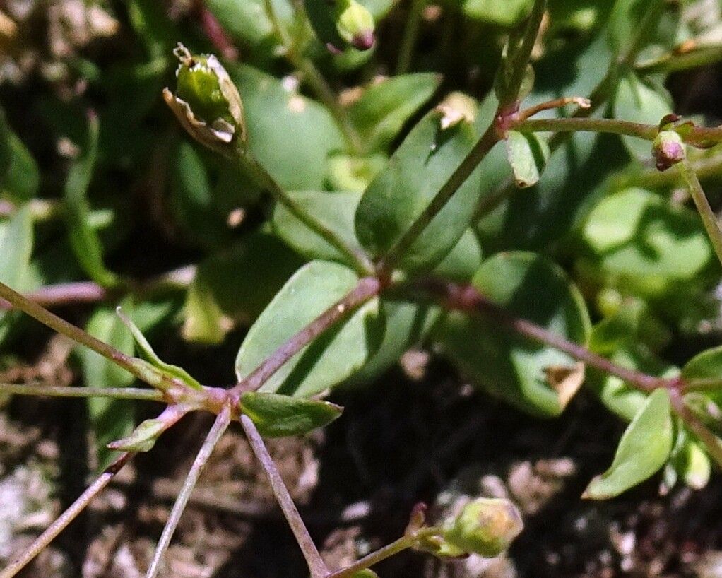 Atocion rupestre leaf
