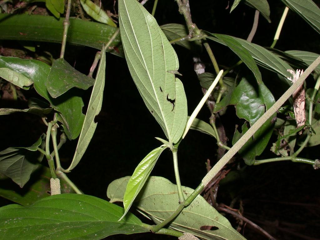 Piper silvivagum other
