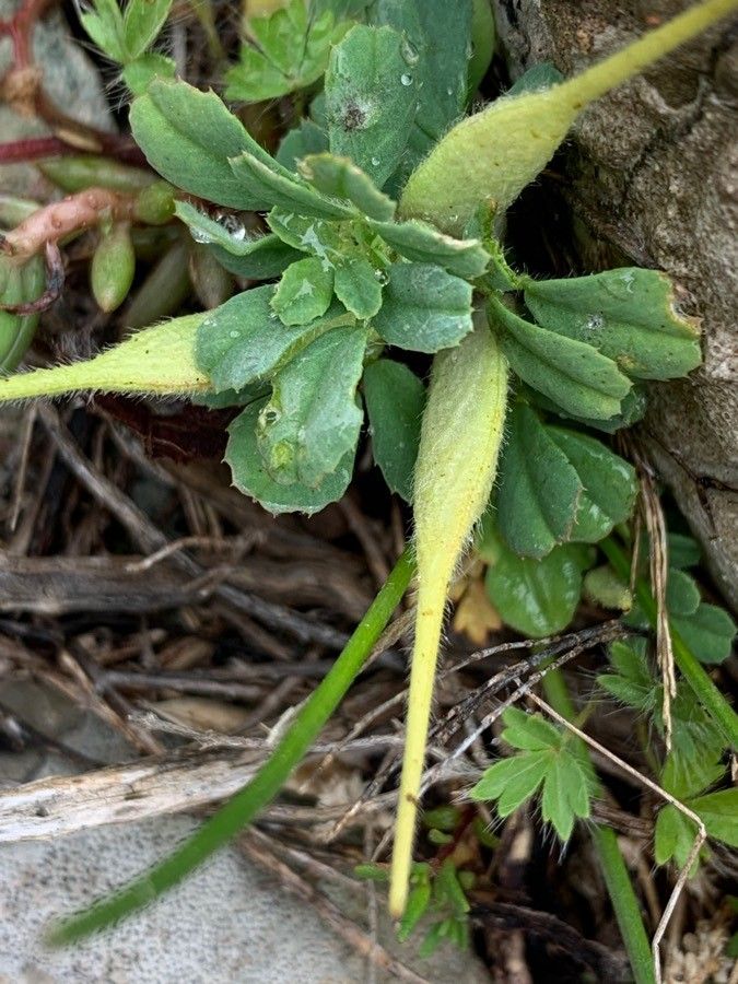 Trigonella gladiata fruit
