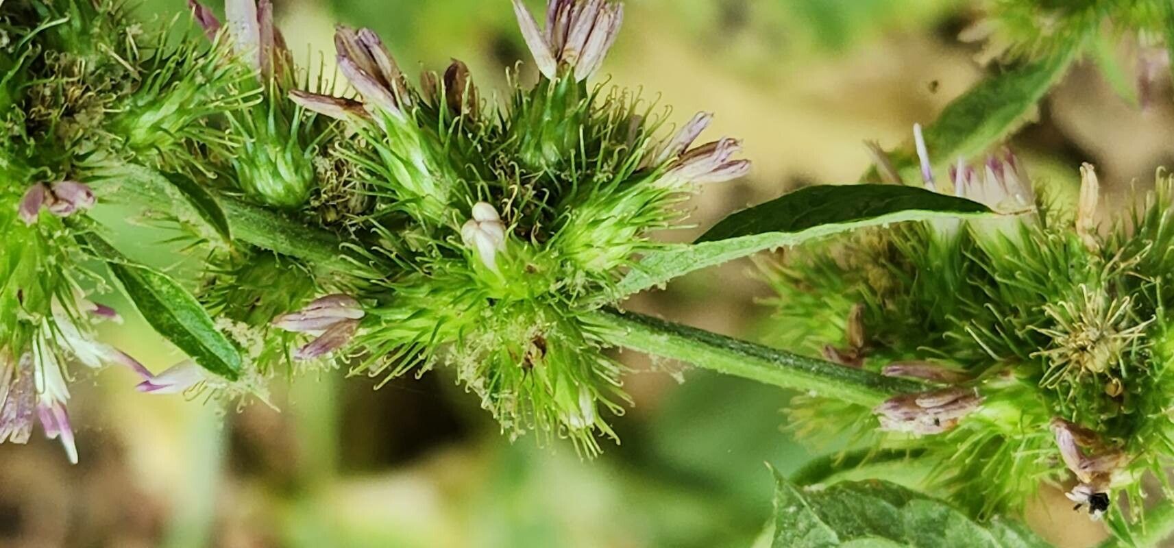 Arctium amplissimum fruit