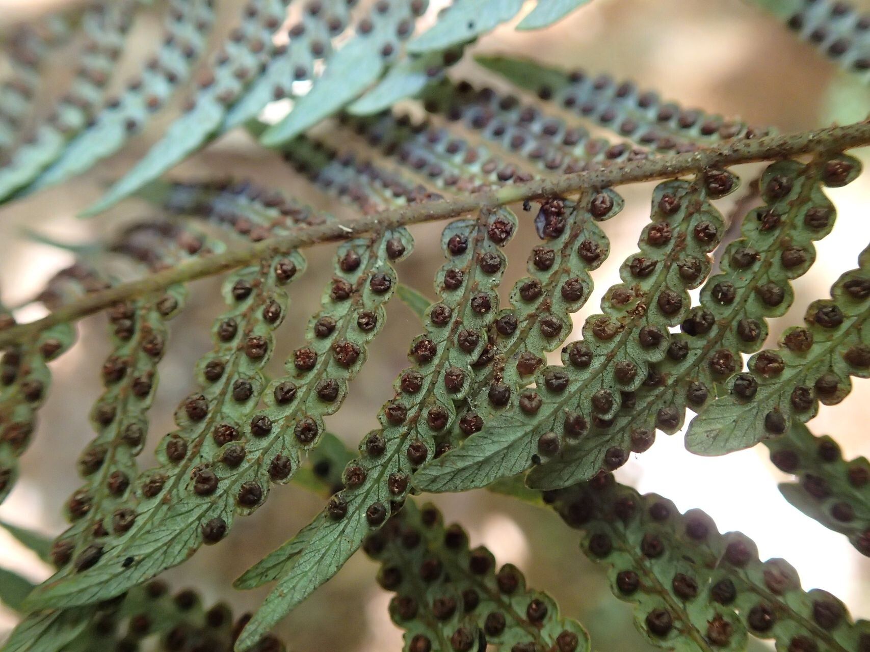Sphaeropteris albifrons fruit