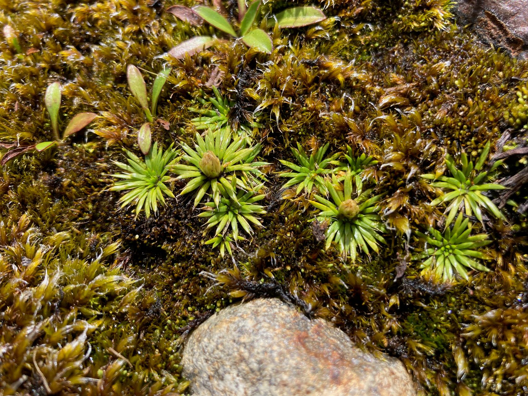 Novenia tunariensis habit