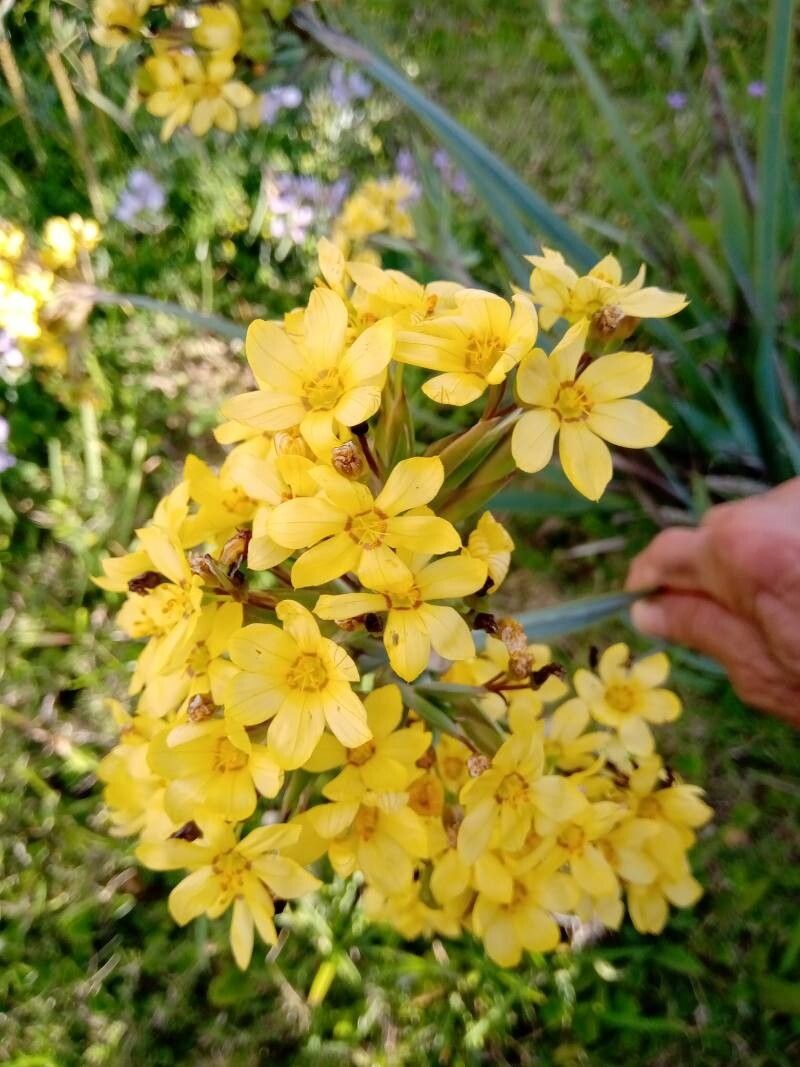 Sisyrinchium palmifolium flower