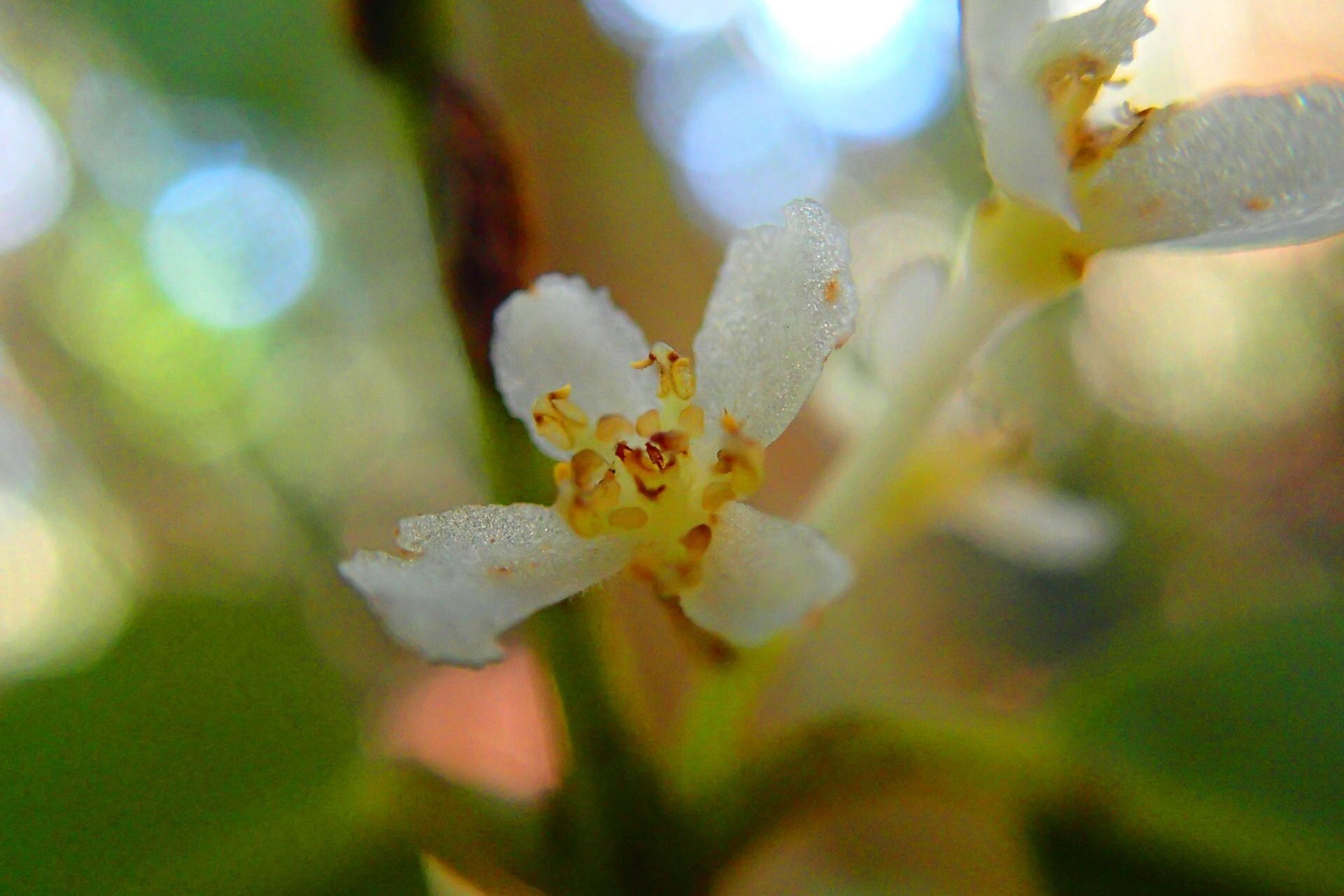 Nemuaron vieillardii — houseplant care guide