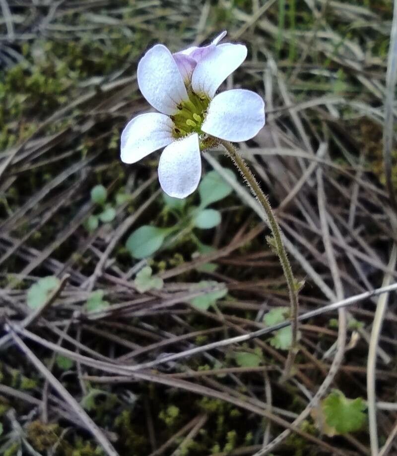 Saxifraga dichotoma flower