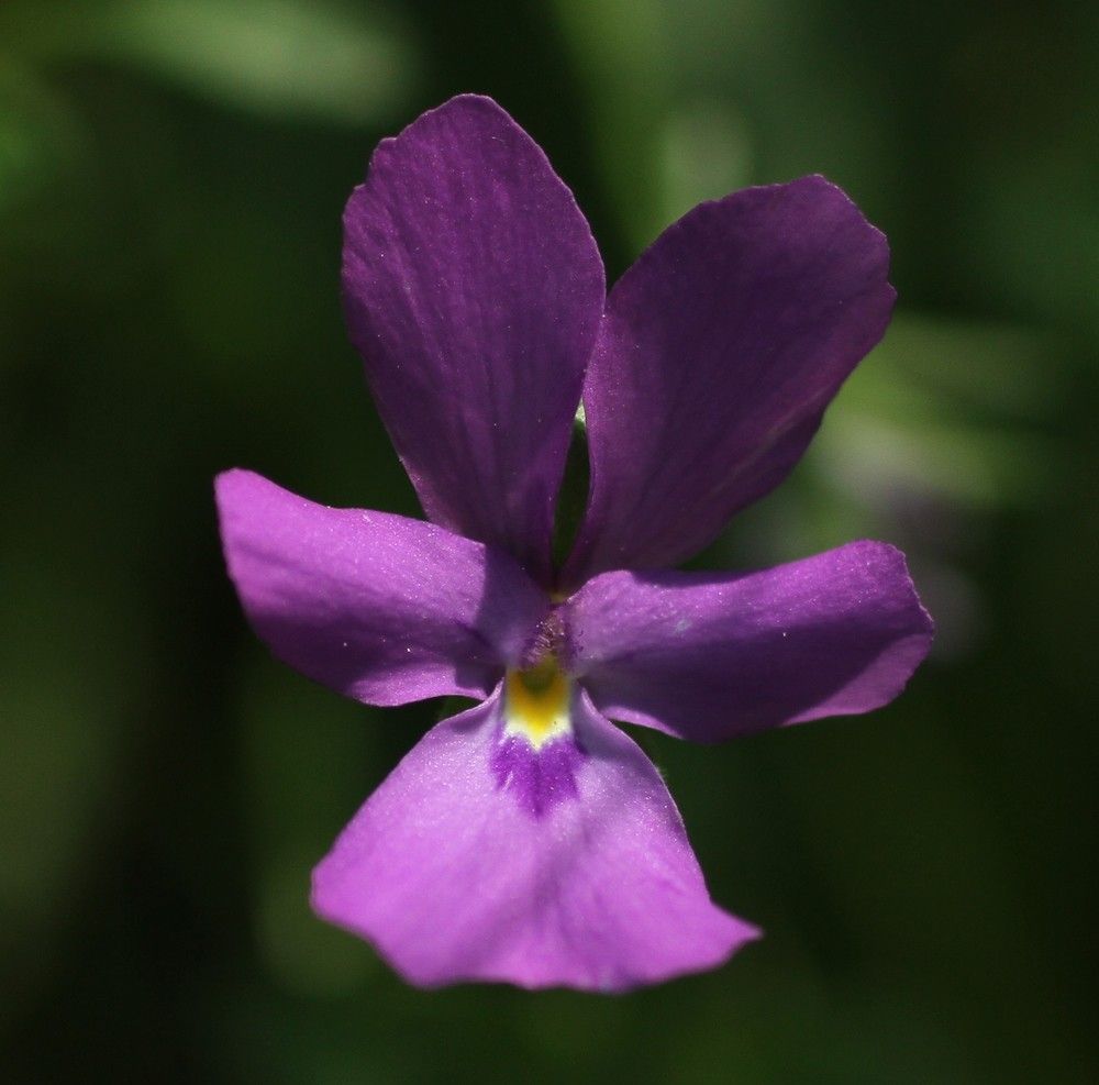 Viola valderia flower
