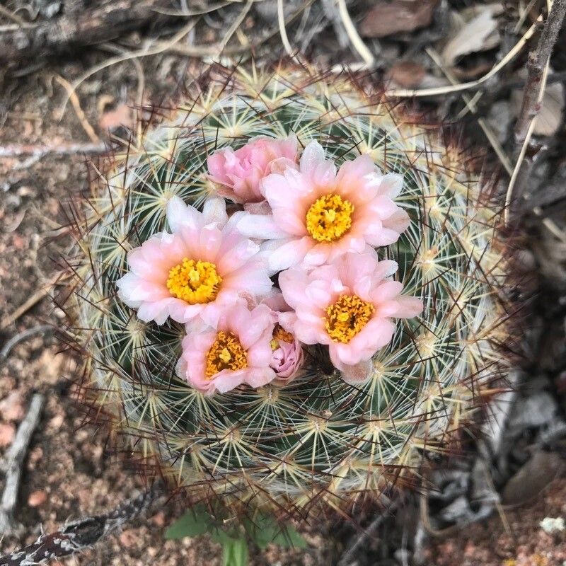 Pediocactus simpsonii flower