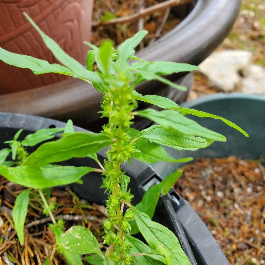 Amaranthus thunbergii leaf