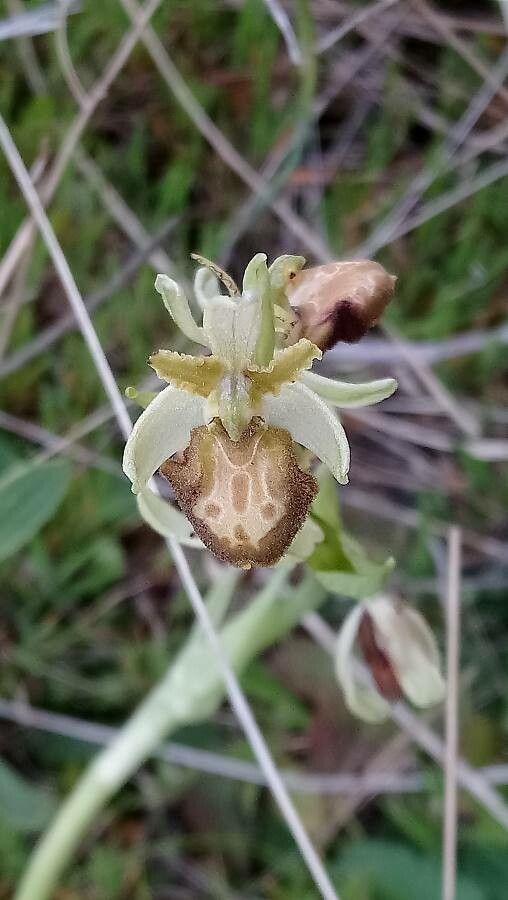 Ophrys occidentalis flower