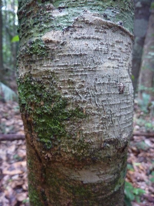 Roupala montana bark