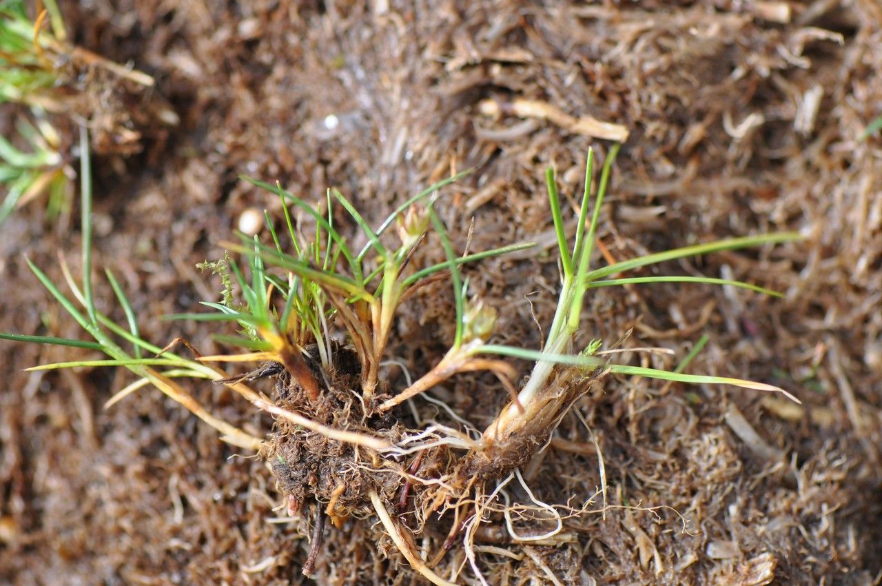 Juncus stipulatus habit
