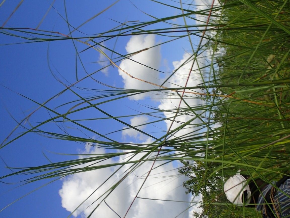 Hyparrhenia cyanescens — houseplant care guide