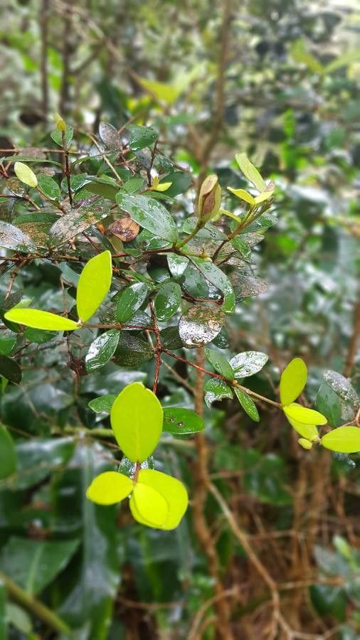 Eugenia buxifolia — search result for 'Eugenia'