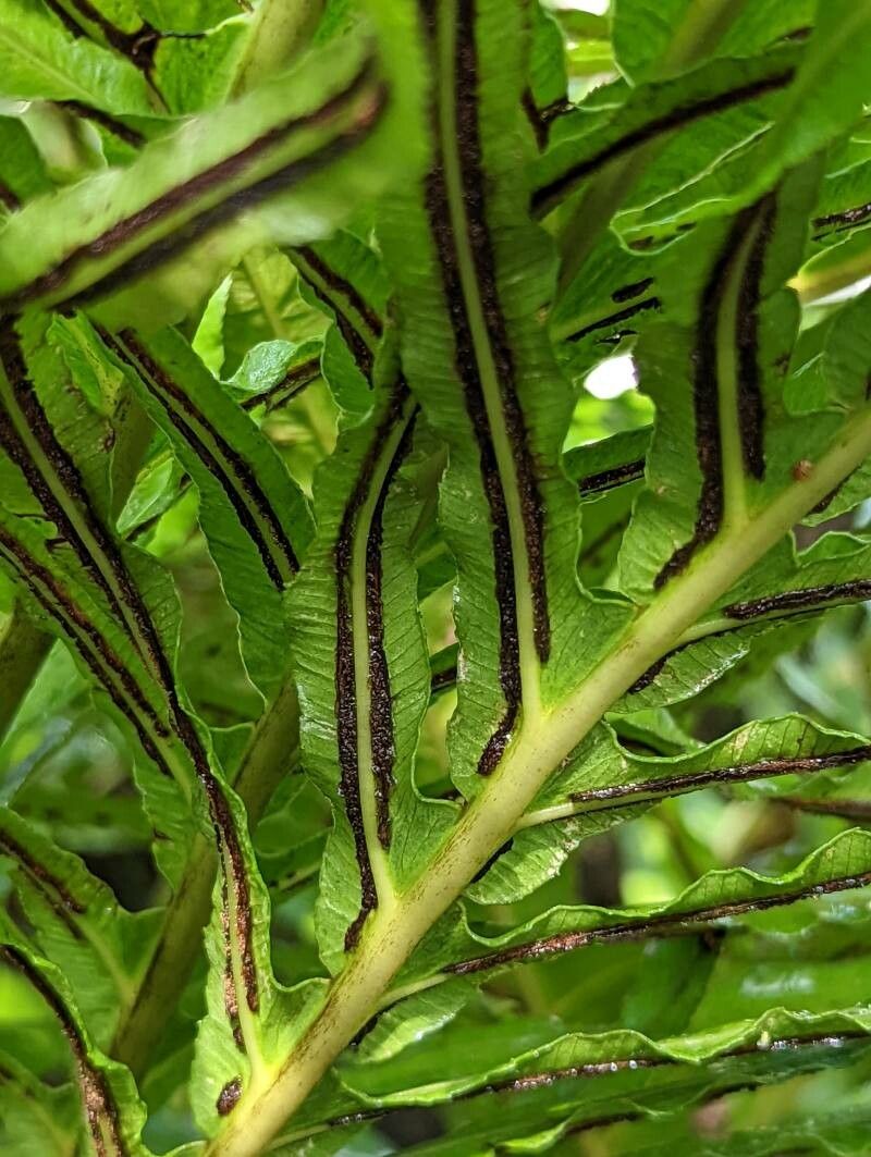 Blechnum moorei fruit